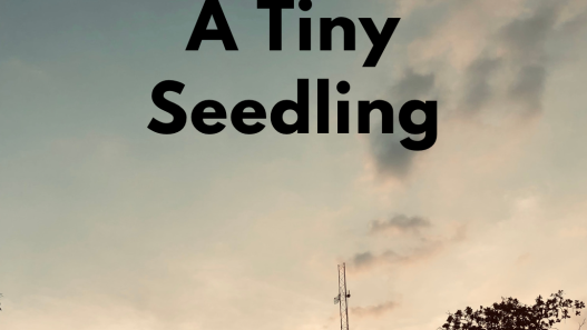 A Tiny Seedling