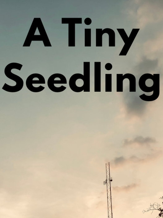 A Tiny Seedling